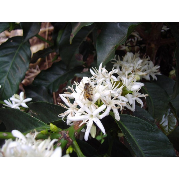 薩爾瓦多 聖峇羅莊園 波旁種 蜜處理 批次1-339