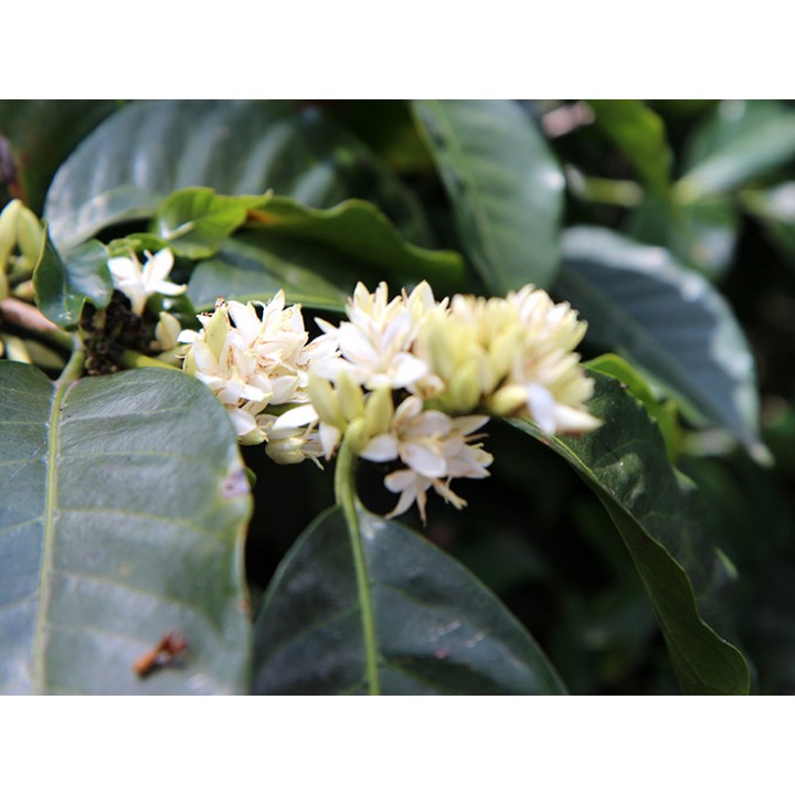 巴布亞新幾內亞 CO2低咖啡因 野河小農低咖啡因批次