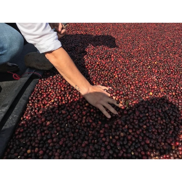 尼加拉瓜 隱密莊園 天然低咖啡因尖頭波旁種 日曬處理 批次2013