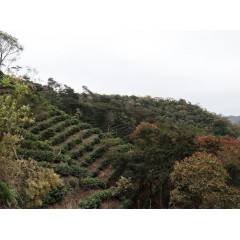 玻利維亞  莎瑪伊帕塔區 曼陀羅花莊園 卡杜拉種 水洗處理
