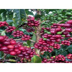 哥斯大黎加 拉斯哈拉斯莊園 卡蒂瓜種 黑蜜處理 批次32