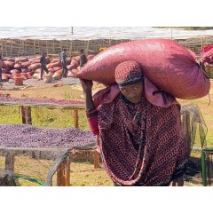 衣索匹亞 古籍-漢貝拉·瓦媚納區 丁圖處理廠 日曬 批次9065 