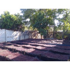 瓜地馬拉 聖羅莎區 卡菈瓜莊園 帕奇種 日曬處理