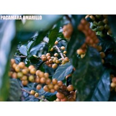 三月上架－尼加拉瓜 檸檬樹莊園 爪哇長顆種 蜜處理