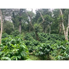 尼加拉瓜 愉悅莊園 爪哇長顆種 日曬處理