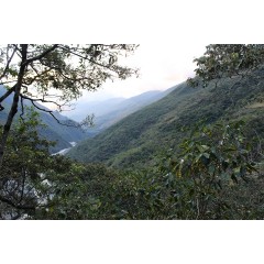 祕魯 庫斯科區 進步莊園 波旁種 水洗處理