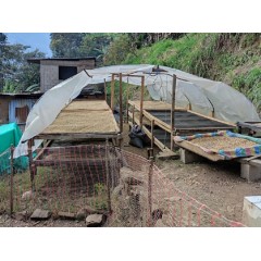 祕魯 庫斯科區 安迪維拉小農 卡杜拉種 水洗處理